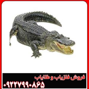 نماد تمساح در دفینه یابی