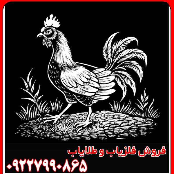 نماد خروس در دفینه یابی