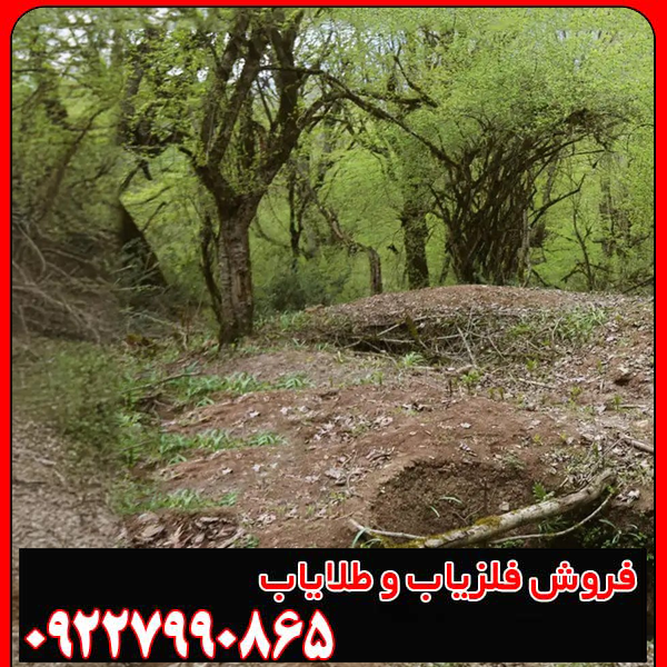 عمق دفینه درخت بید