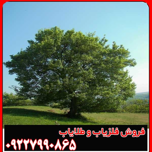 عمق دفینه درخت بید