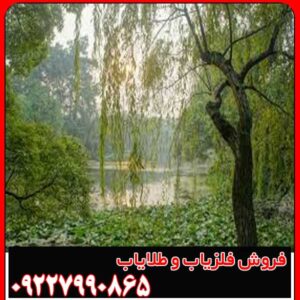 عمق دفینه درخت بید