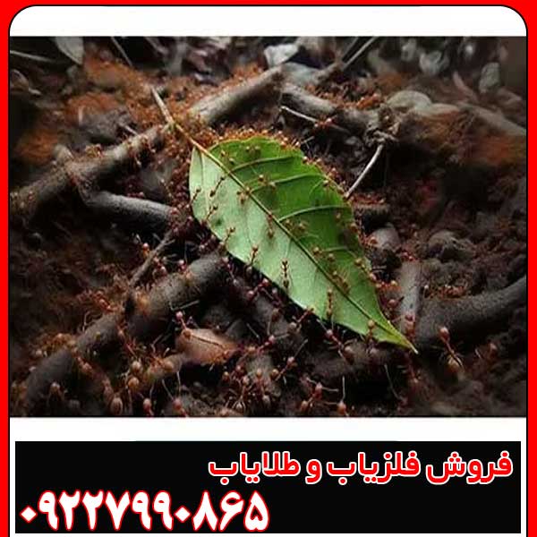 نماد مورچه در دفینه یابی