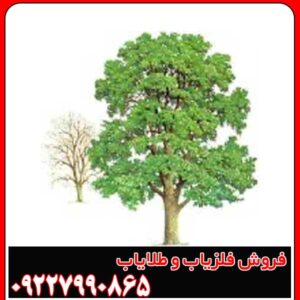 نماد درخت در دفینه یابی